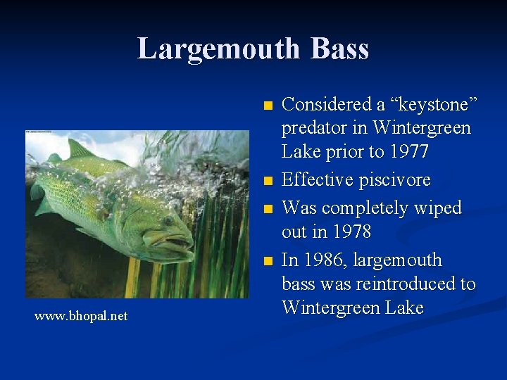 Largemouth Bass n n www. bhopal. net Considered a “keystone” predator in Wintergreen Lake