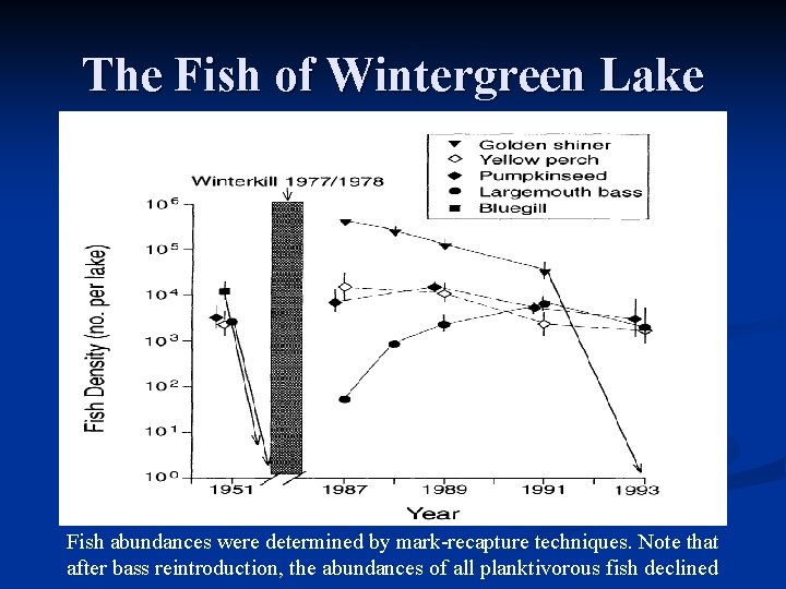 The Fish of Wintergreen Lake Fish abundances were determined by mark-recapture techniques. Note that