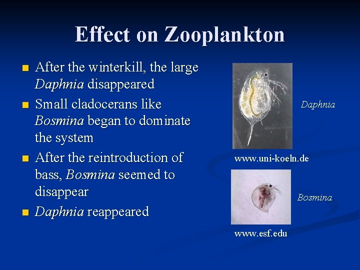 Effect on Zooplankton n n After the winterkill, the large Daphnia disappeared Small cladocerans