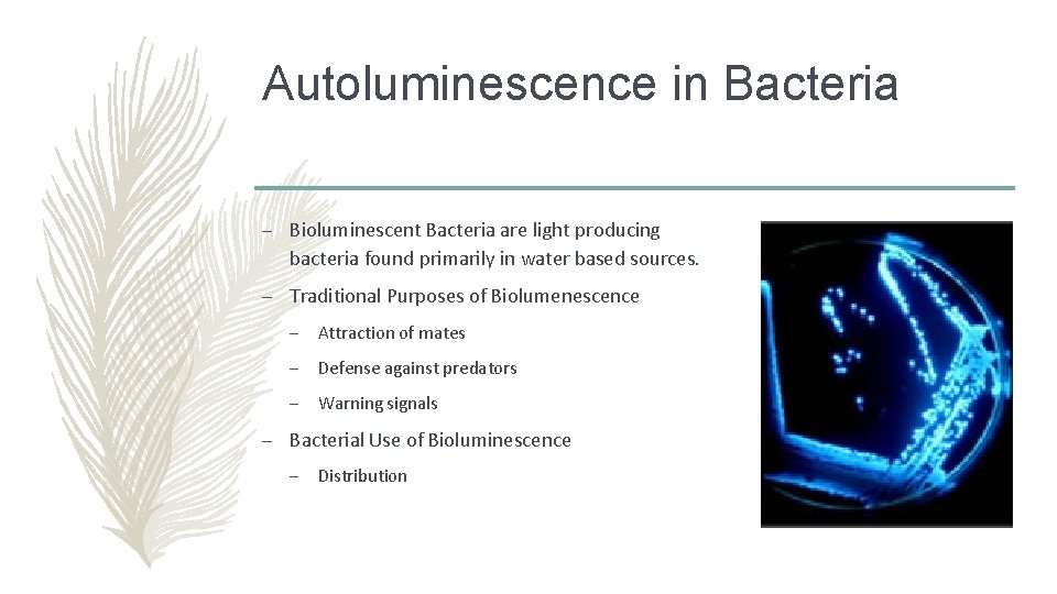Autoluminescence in Bacteria – Bioluminescent Bacteria are light producing bacteria found primarily in water