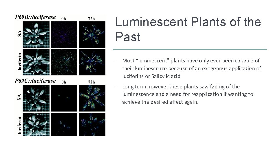 Luminescent Plants of the Past – Most “luminescent” plants have only ever been capable
