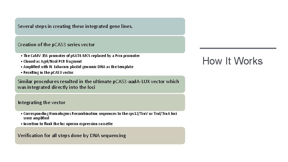 Several steps in creating these integrated gene lines. Creation of the p. CAS 3