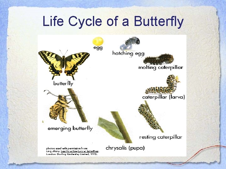 Life Cycle of a Butterfly 