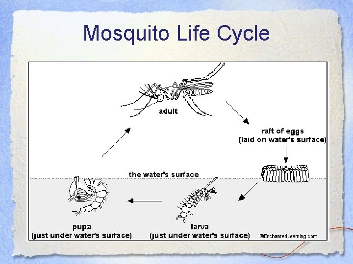 Mosquito Life Cycle 