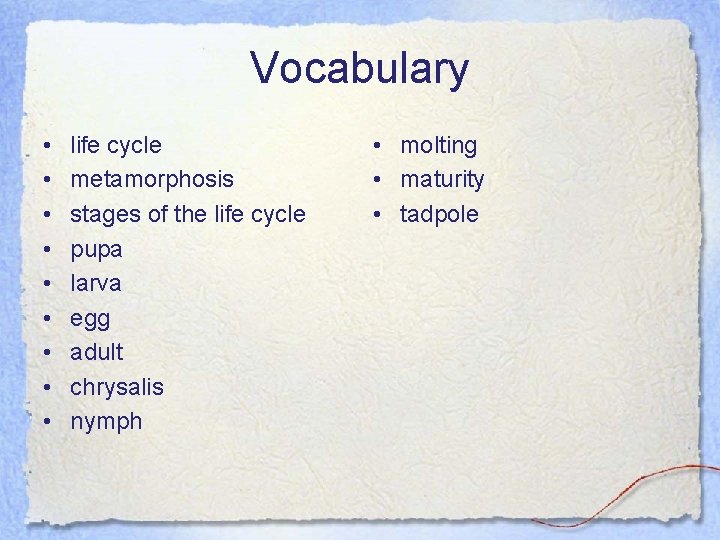 Vocabulary • • • life cycle metamorphosis stages of the life cycle pupa larva