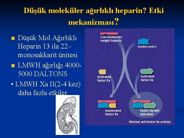 Düşük moleküler ağırlıklı heparin? Etki mekanizması? Düşük Mol Ağırlıklı Heparin 13 ila 22– monosakkarit