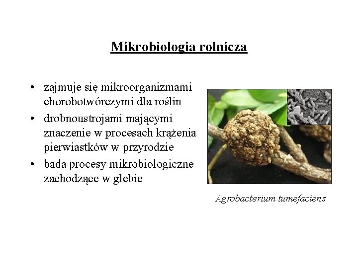 Mikrobiologia rolnicza • zajmuje się mikroorganizmami chorobotwórczymi dla roślin • drobnoustrojami mającymi znaczenie w