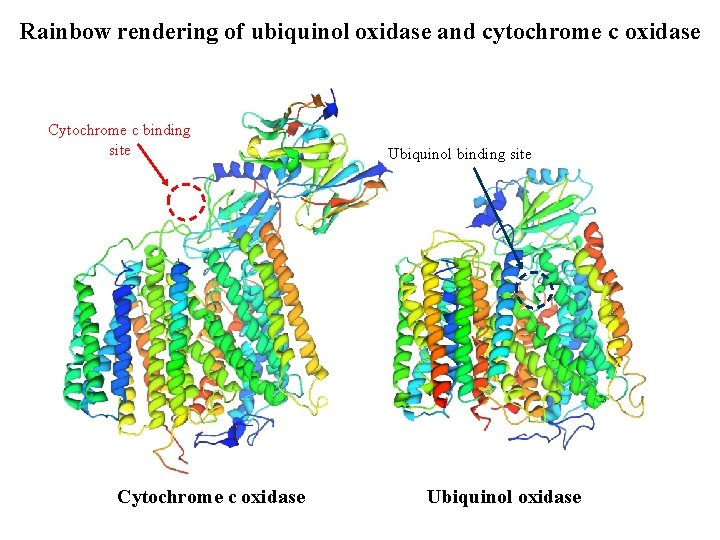 Rainbow rendering of ubiquinol oxidase and cytochrome c oxidase Cytochrome c binding site Cytochrome