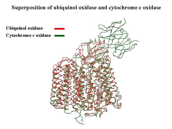 Superposition of ubiquinol oxidase and cytochrome c oxidase Ubiquinol oxidase Cytochrome c oxidase 