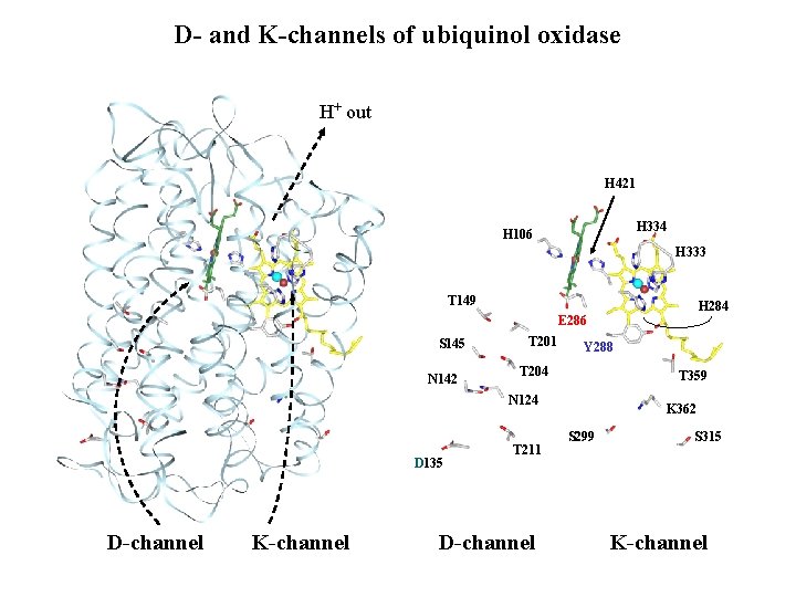 D- and K-channels of ubiquinol oxidase H+ out H 421 H 334 H 106