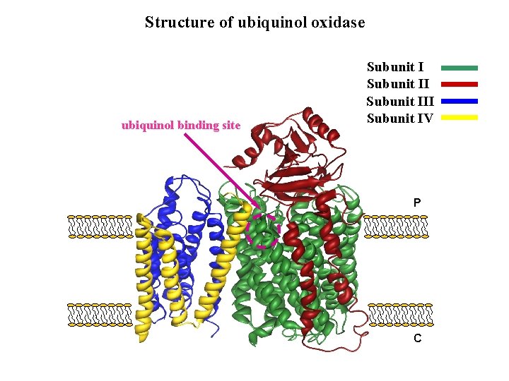 Structure of ubiquinol oxidase ubiquinol binding site Subunit III Subunit IV P C 