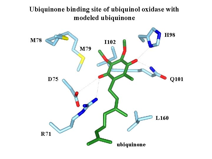 Ubiquinone binding site of ubiquinol oxidase with modeled ubiquinone H 98 M 78 I
