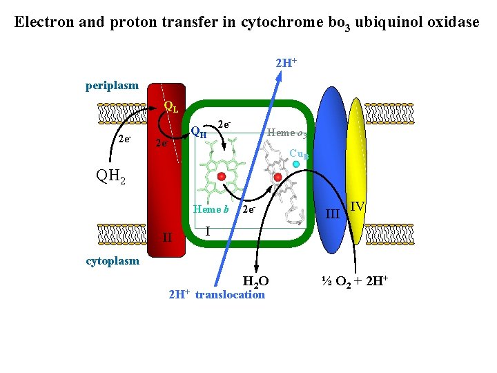 Electron and proton transfer in cytochrome bo 3 ubiquinol oxidase 2 H+ periplasm QL