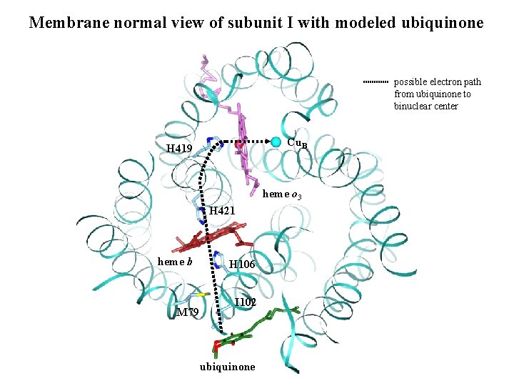 Membrane normal view of subunit I with modeled ubiquinone possible electron path from ubiquinone