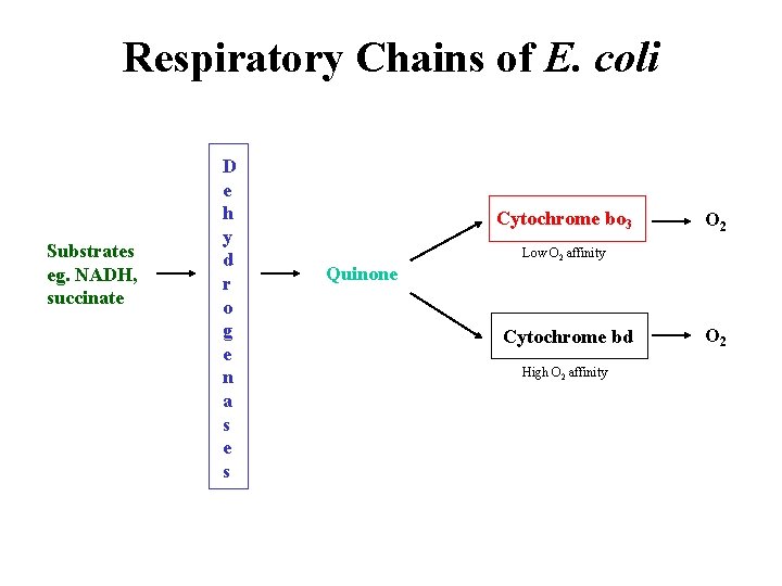 Respiratory Chains of E. coli Substrates eg. NADH, succinate D e h y d