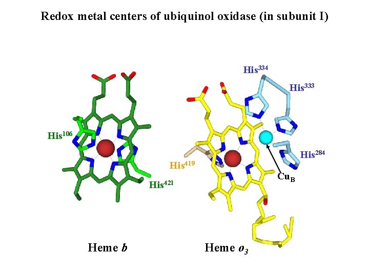Redox metal centers of ubiquinol oxidase (in subunit I) His 334 His 333 His