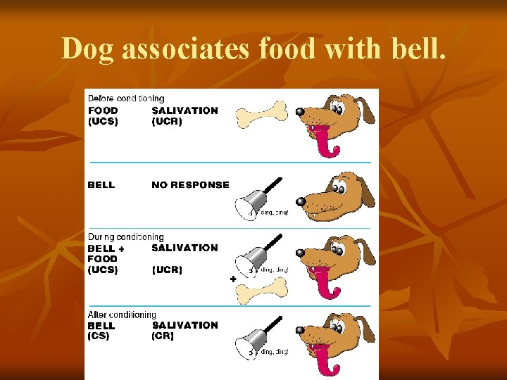 Dog associates food with bell. 