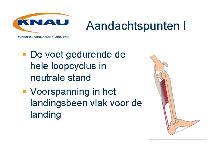 Aandachtspunten I § De voet gedurende de hele loopcyclus in neutrale stand § Voorspanning