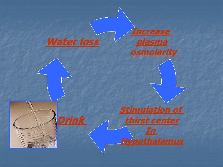 Water loss Drink Increase plasma osmolarity Stimulation of thirst center In Hypothalamus 