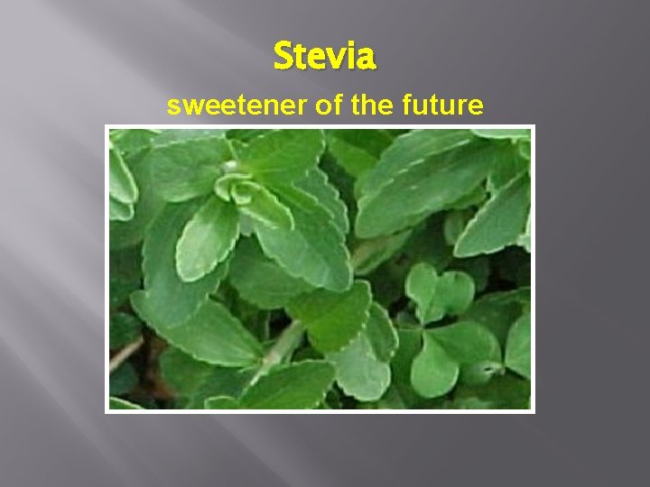 Stevia sweetener of the future 