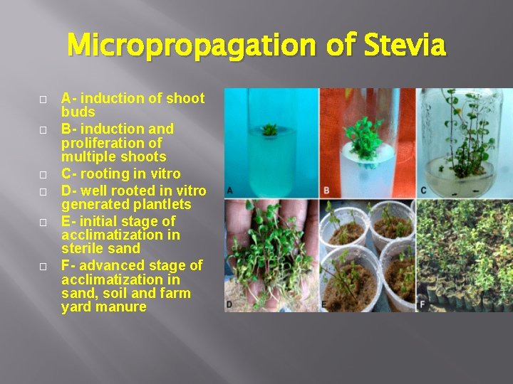 Micropropagation of Stevia � � � A- induction of shoot buds B- induction and