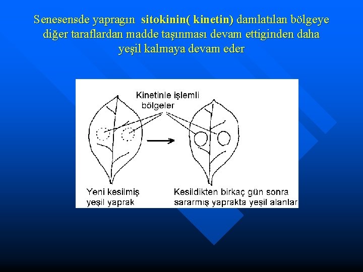 Senesensde yapragın sitokinin( kinetin) damlatılan bölgeye diğer taraflardan madde taşınması devam ettiginden daha yeşil