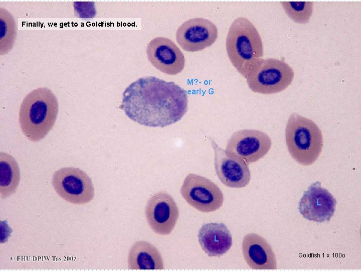 Finally, we get to a Goldfish blood. M? - or early G L L