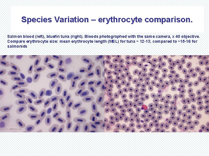Species Variation – erythrocyte comparison. Salmon blood (left), bluefin tuna (right). Bloods photographed with
