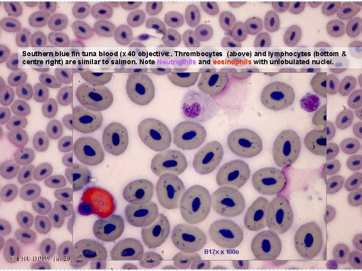 Southern blue fin tuna blood (x 40 objective: . Thrombocytes (above) and lymphocytes (bottom