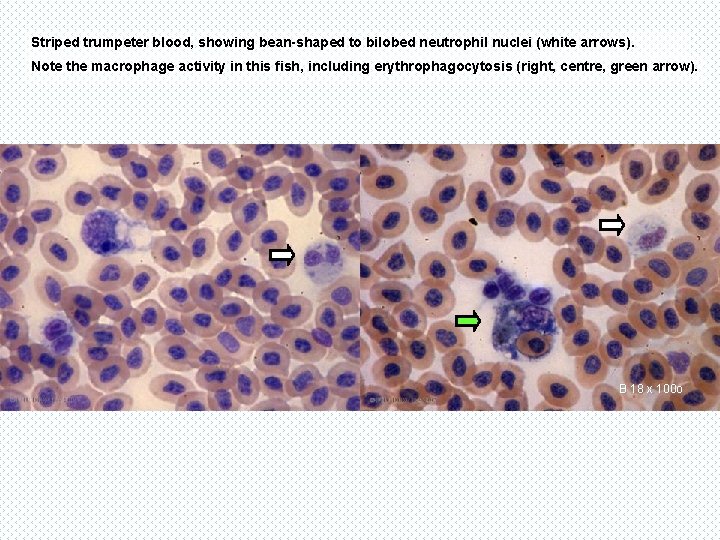 Striped trumpeter blood, showing bean-shaped to bilobed neutrophil nuclei (white arrows). Note the macrophage