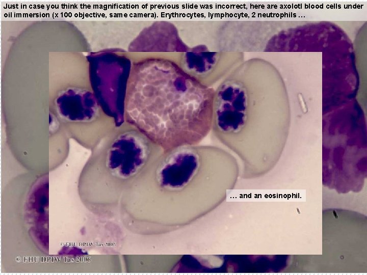 Just in case you think the magnification of previous slide was incorrect, here axolotl