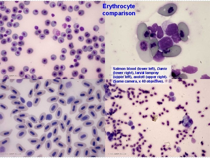 Erythrocyte comparison Salmon blood (lower left), Danio (lower right), larval lamprey (upper left), axolotl