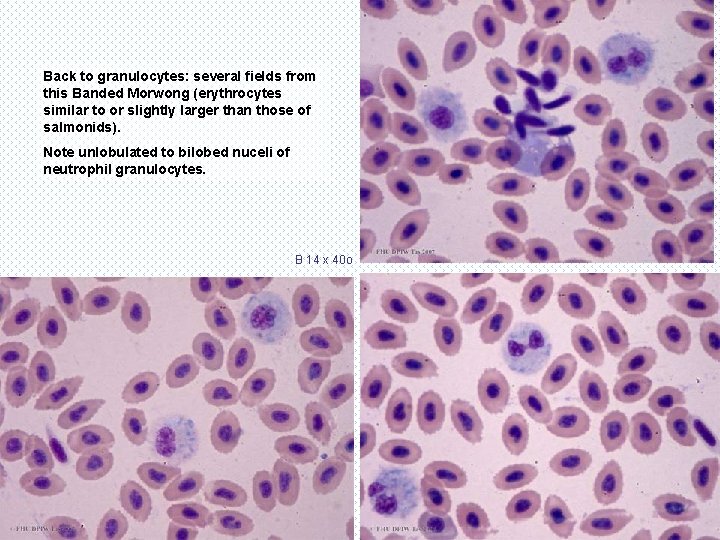 Back to granulocytes: several fields from this Banded Morwong (erythrocytes similar to or slightly