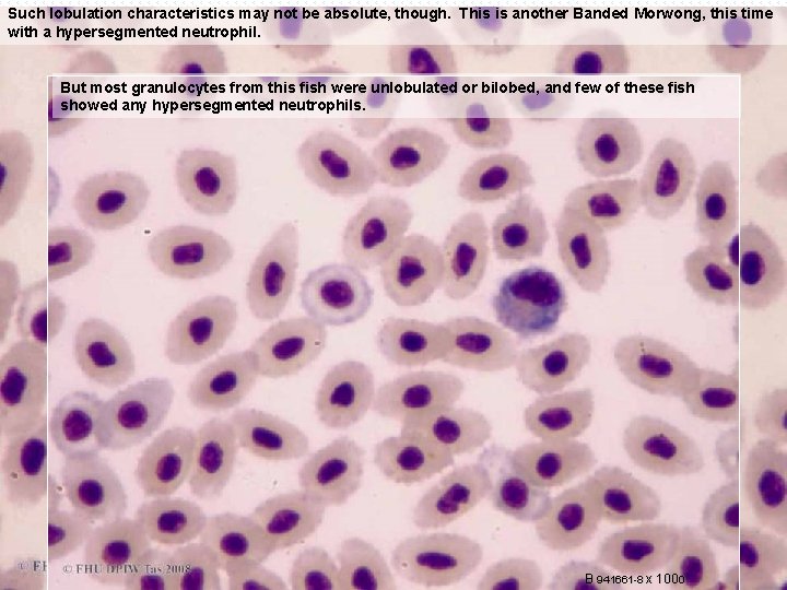 Such lobulation characteristics may not be absolute, though. This is another Banded Morwong, this