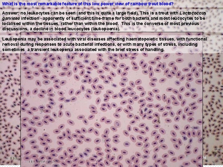 What is the most remarkable feature of this low power view of rainbow trout