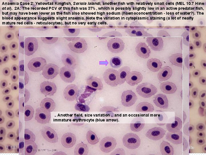 Anaemia Case 2: Yellowtail Kingfish, Seriola lalandi, another fish with relatively small cells (MEL