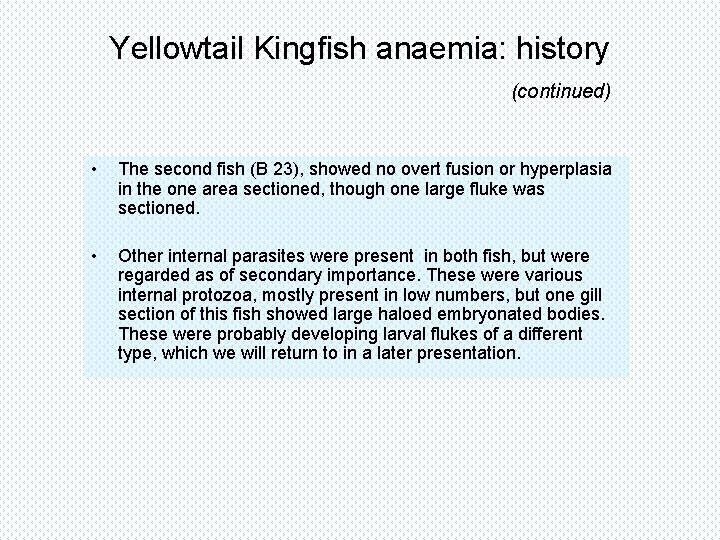 Yellowtail Kingfish anaemia: history (continued) • The second fish (B 23), showed no overt