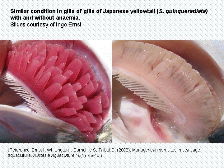Similar condition in gills of Japanese yellowtail (S. quinqueradiata) with and without anaemia. Slides