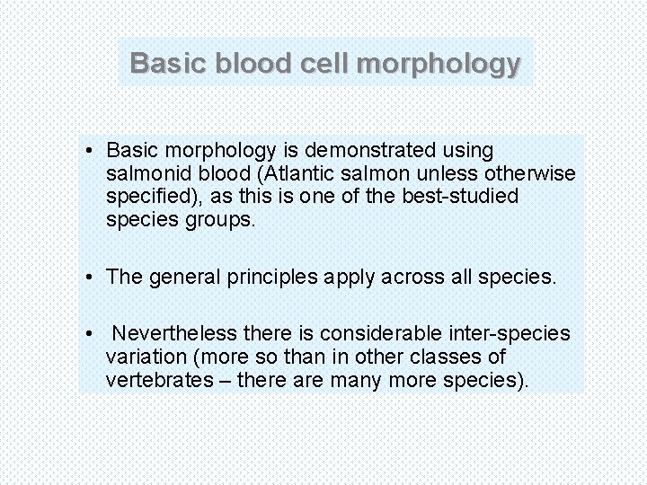 Basic blood cell morphology • Basic morphology is demonstrated using salmonid blood (Atlantic salmon