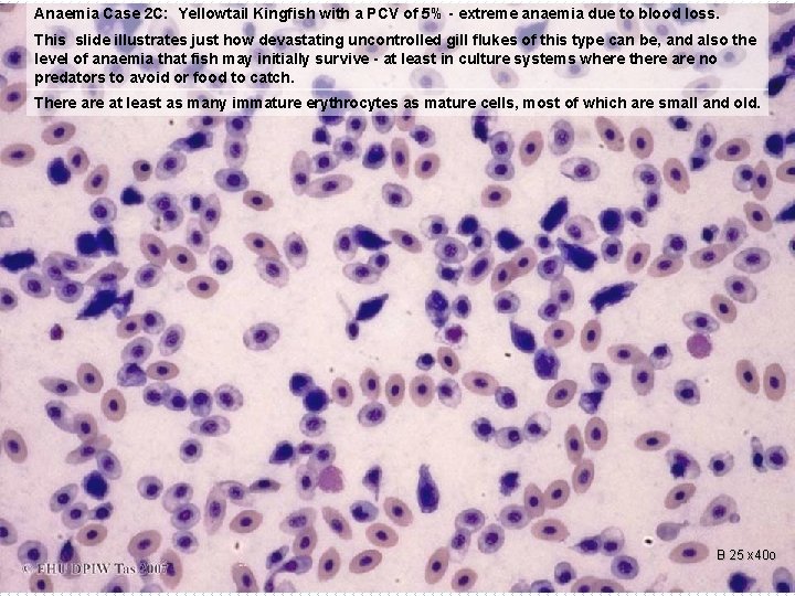 Anaemia Case 2 C: Yellowtail Kingfish with a PCV of 5% - extreme anaemia