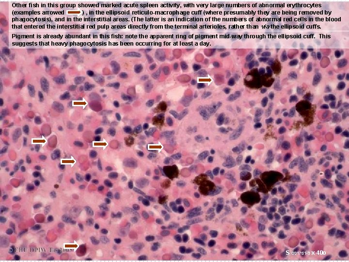 Other fish in this group showed marked acute spleen activity, with very large numbers