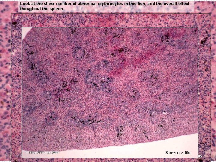 Look at the sheer number of abnormal erythrocytes in this fish, and the overall