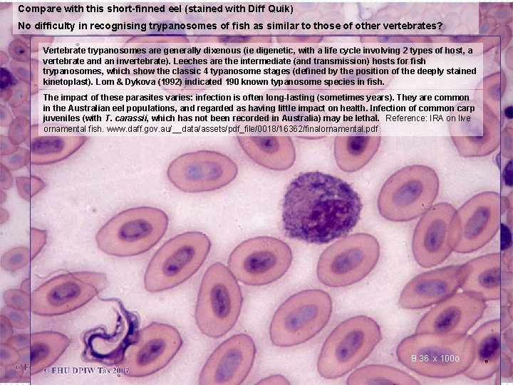 Compare with this short-finned eel (stained with Diff Quik) No difficulty in recognising trypanosomes