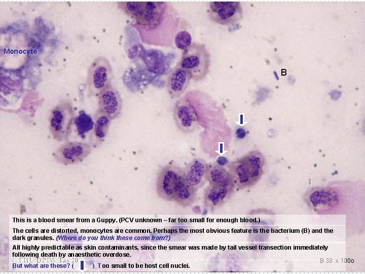 Monocyte B This is a blood smear from a Guppy. (PCV unknown – far