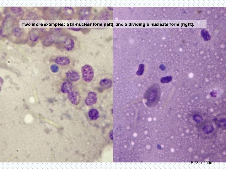 Two more examples: a tri-nuclear form (left), and a dividing binucleate form (right). B