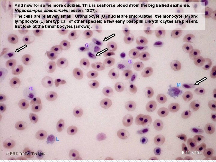 And now for some more oddities. This is seahorse blood (from the big bellied