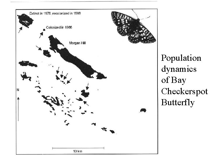 Population dynamics of Bay Checkerspot Butterfly 