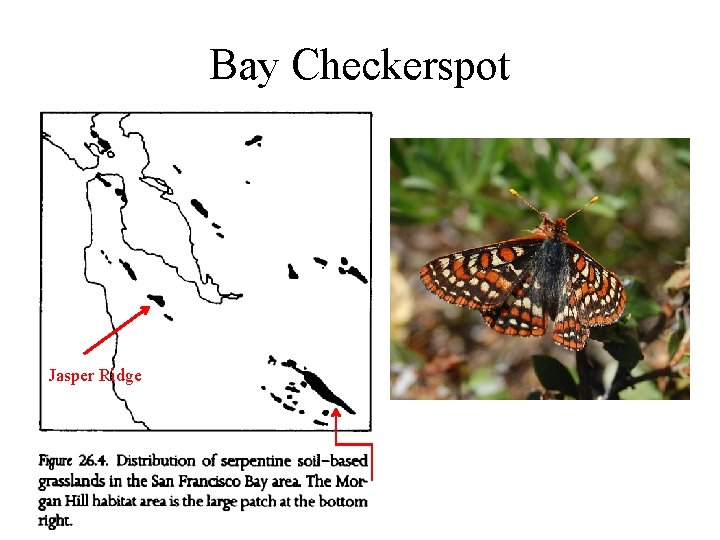 Bay Checkerspot Jasper Ridge 