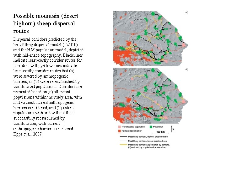 Possible mountain (desert bighorn) sheep dispersal routes Dispersal corridors predicted by the best-fitting dispersal