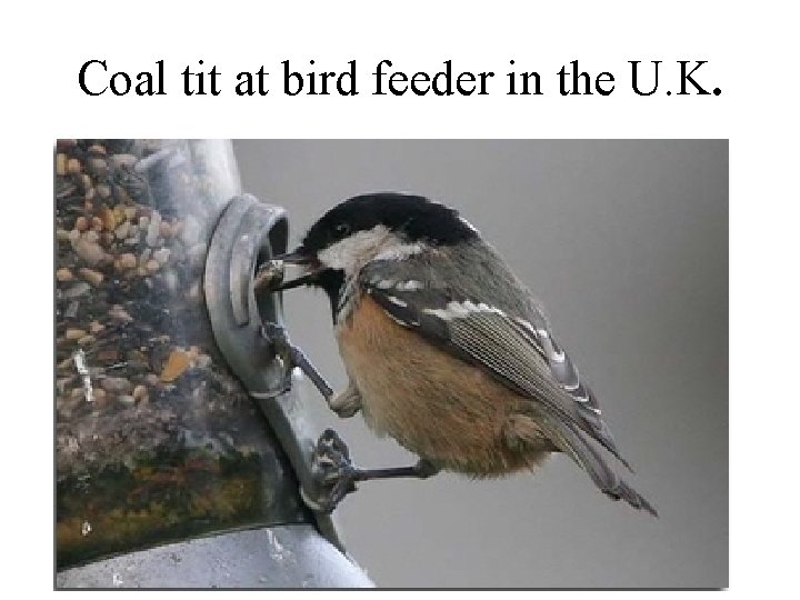 Coal tit at bird feeder in the U. K. 